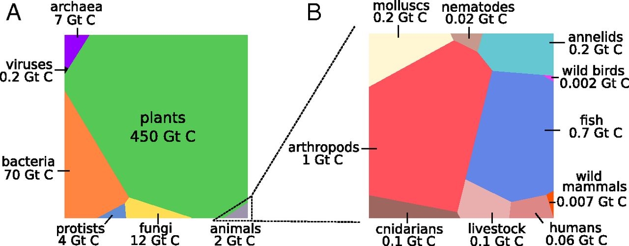 Cuánto pesan los humanos
